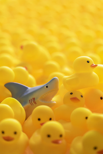 凶猛的橡胶鲨鱼在躲避鲨鱼的一大群黄色橡胶鸭子中间。图片下载