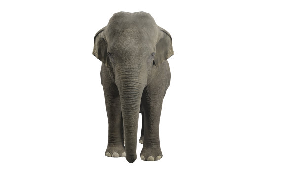 大象缓慢地行走，无缝地循环在白色背景与色度键图片下载