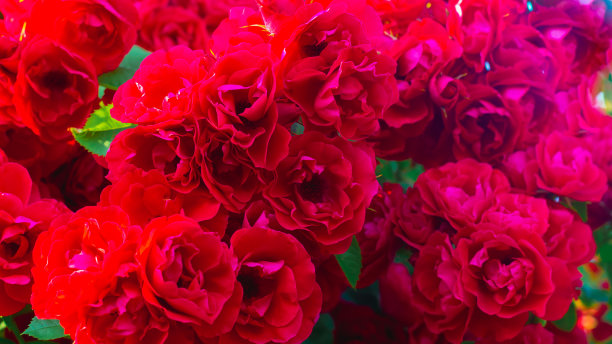 以红玫瑰为背景，许多花朵形成了坚实的猩红色花卉图案图片下载