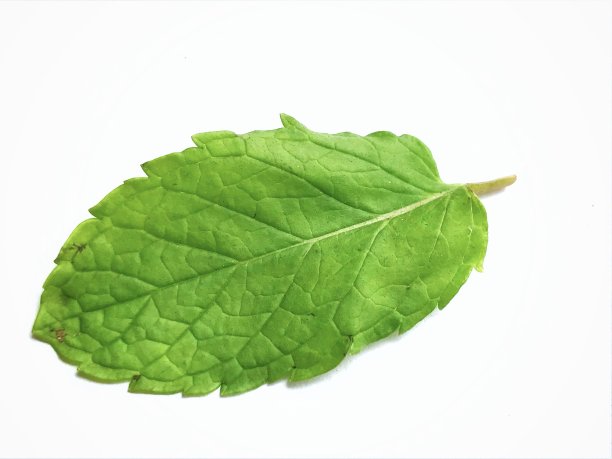 薄荷的叶子图片下载