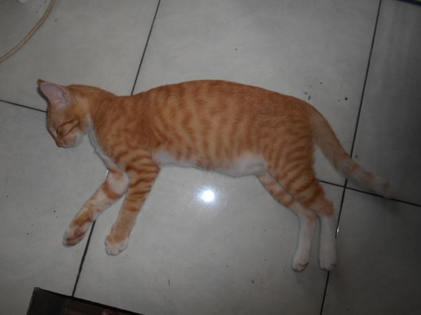 猫醒了图片下载