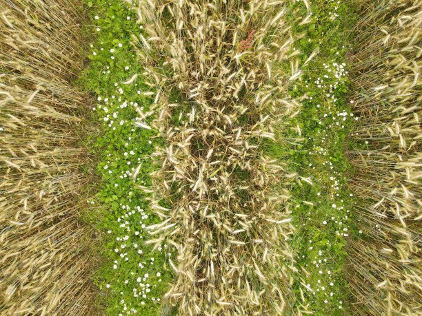 麦田里拖拉机车轮痕迹的鸟瞰图图片下载