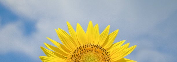 闪亮的向日葵图片下载