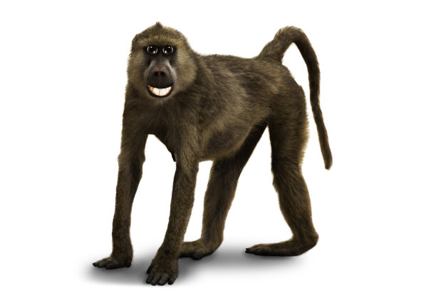 快乐的猴子微笑卡通般的插画形象图片下载