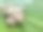 姜蔬菜在香蕉叶上。图片下载