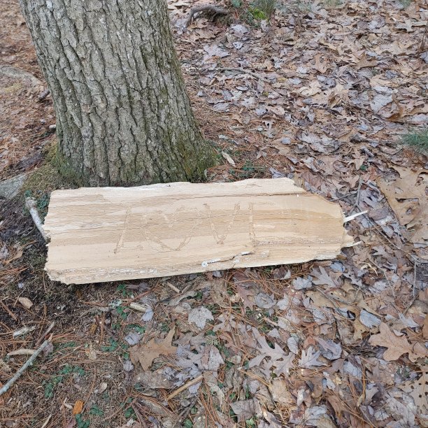 森林里的讯息图片下载