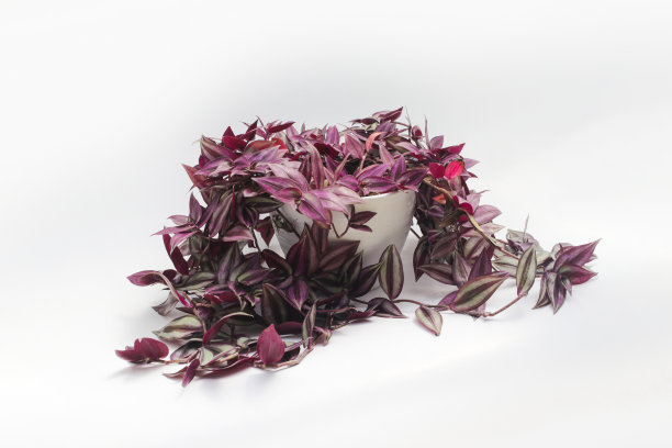 银寸植物(斑马鱼)也被称为在白色背景上孤立的白色花盆上的流浪犹太植物。装饰性室内植物图片。图片下载