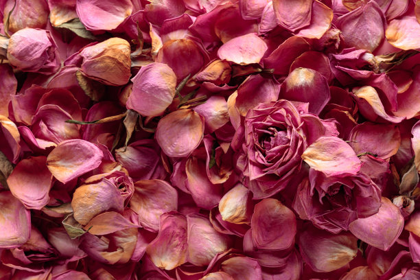 干燥的玫瑰花、花瓣和叶子。图片下载