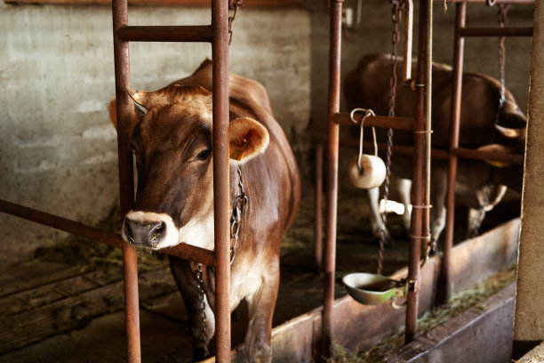 脖子上挂着铁链的奶牛站在农场的牛栏里图片下载