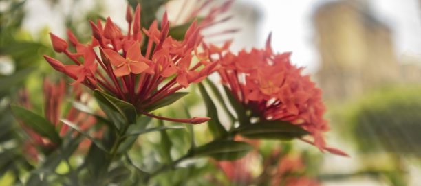 伊克索拉红色针叶花为背景。图片下载