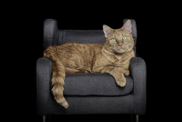 可爱的姜黄色猫坐在扶手椅上看着相机。孤立在黑色背景上图片下载