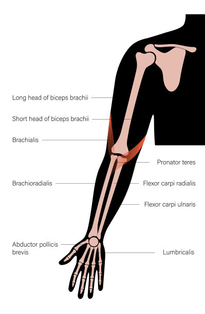 肌肉系统武器图片下载