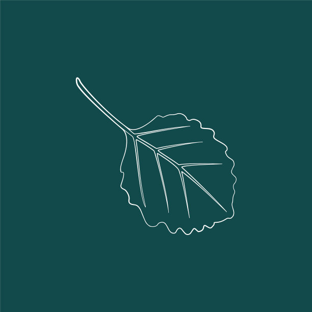 一片轮廓优美的叶子图片下载