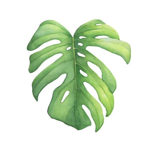 绿色的热带丛林叶子的怪物Deliciosa(也被称为怪物水果，墨西哥面包果，monstereo)。手绘水彩画插图孤立在白色背景。图片下载