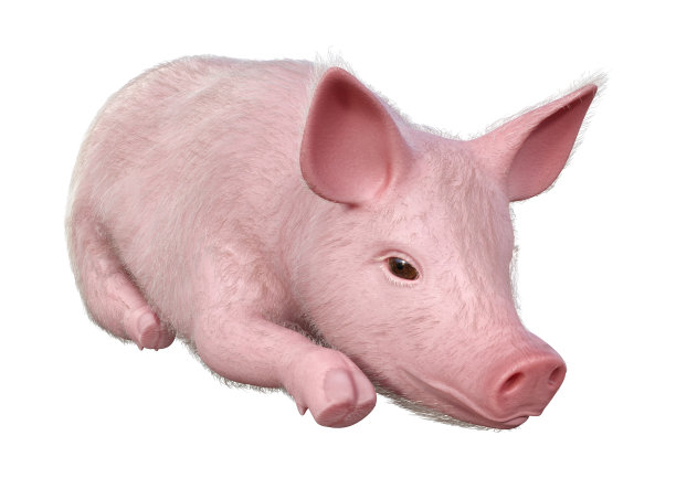 3D插图粉红色小猪在白色图片下载