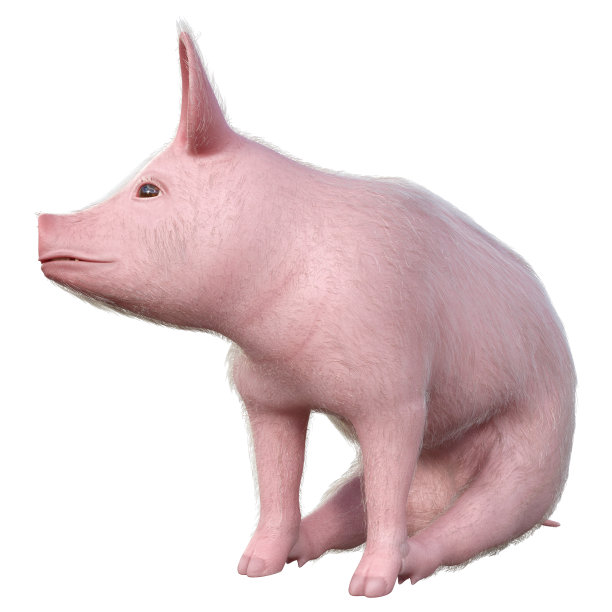 3D插图粉红色小猪在白色图片下载