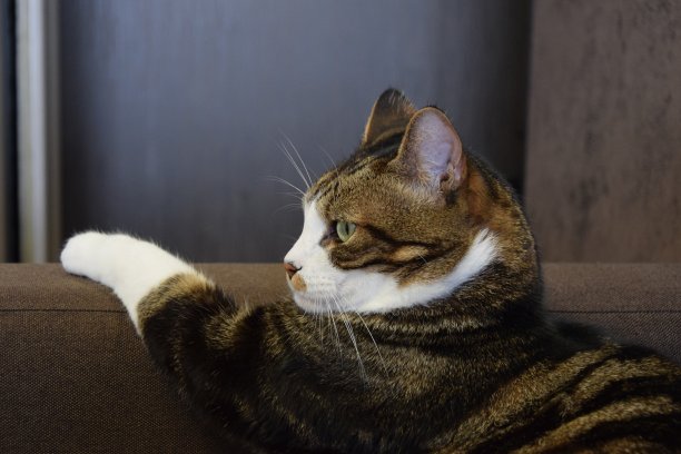 沙发上的猫图片下载