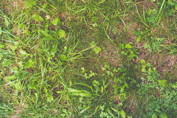 天然绿草背景，清新的草坪俯视图图片下载