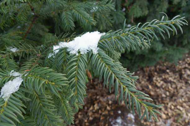 12月，紫杉深绿色树枝上的积雪正在软化图片下载