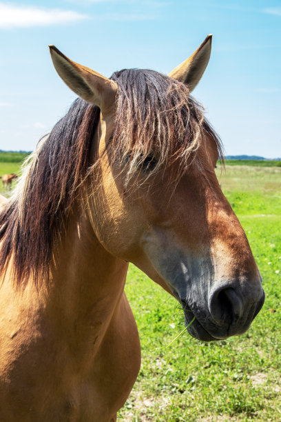 汉森马或索姆湾马在草地上，勒马昆特雷，上法兰西图片下载