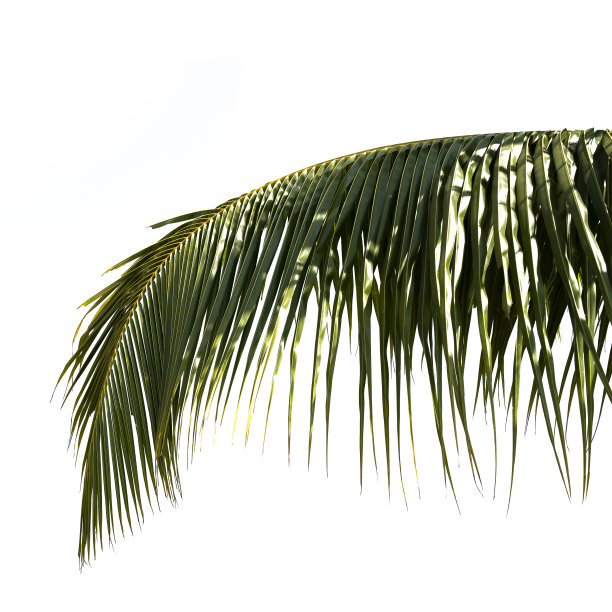 绿色的棕榈叶孤立在白色的背景。图片下载