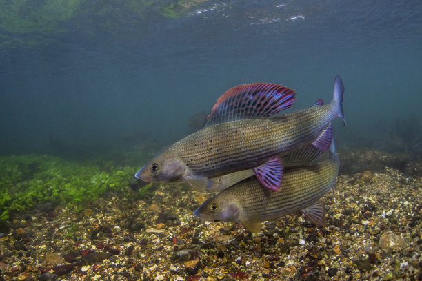 水下图片的grayling鱼游泳在英国白垩溪图片下载