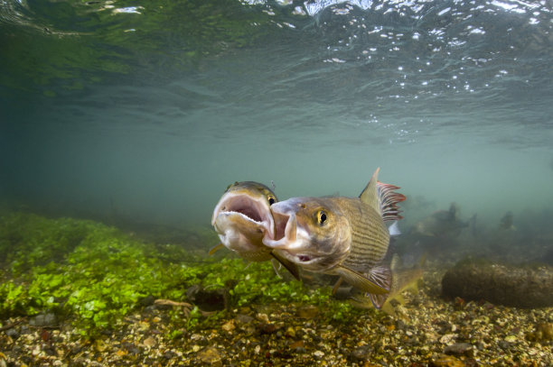 水下图片的grayling和鳟鱼争夺位置在英国白垩溪图片下载