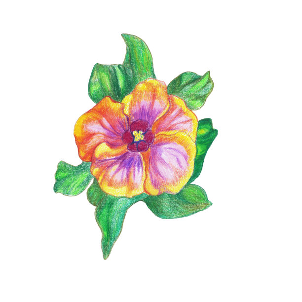 在白色背景上的单花图像。彩色蜡笔的纹理。粉红色野玫瑰花，叶子绿色。图片下载