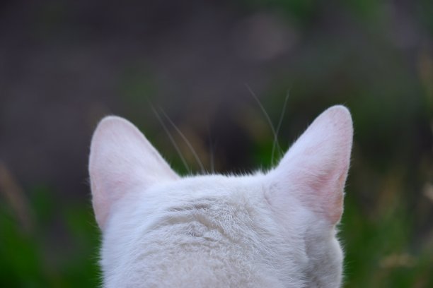 耳朵后面有一只可爱的小白猫图片下载