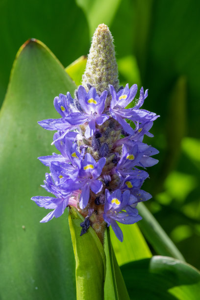 梭子蟹属杂草的花图片下载