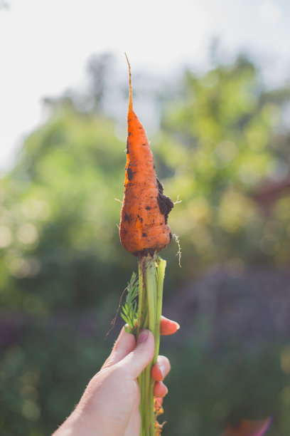 胡萝卜在手。花园的背景上，一个女人手里拿着一根大的、新鲜的橙色胡萝卜。农业概念，园艺，种植蔬菜。近距离图片下载