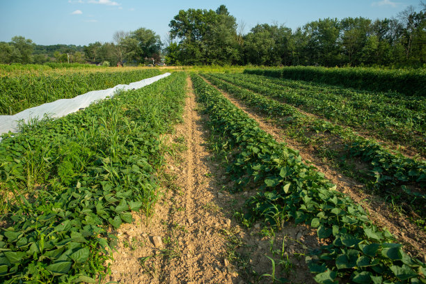 在阳光明媚的健康花园里，一排排的绿色蔬菜图片下载
