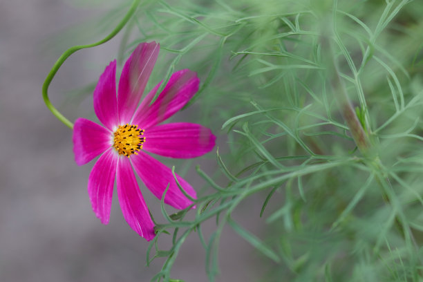 美丽的盛开的花朵靠近。花的微距摄影。花卉背景设计。自然的概念。色彩斑斓的雏菊在柔和的背景上。图片为屏幕保护程序，墙纸，卡片设计图片下载