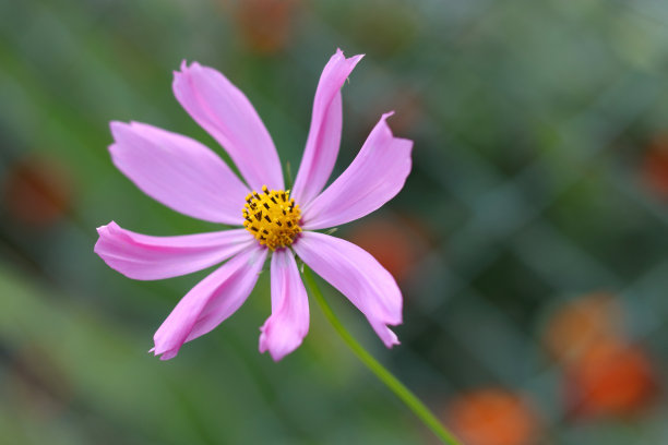 美丽的盛开的花朵靠近。花的微距摄影。花卉背景设计。自然的概念。色彩斑斓的雏菊在柔和的背景上。图片为屏幕保护程序，墙纸，卡片设计图片下载