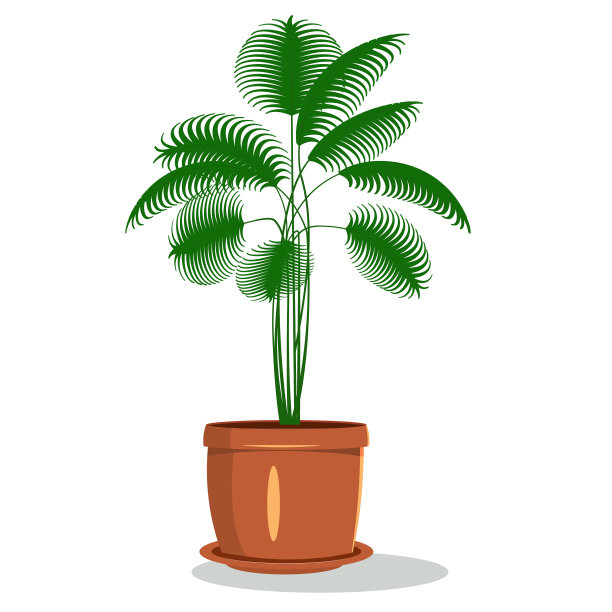 室内棕榈树室内盆栽隔离图片下载