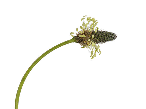 白色背景上的夏花图片下载