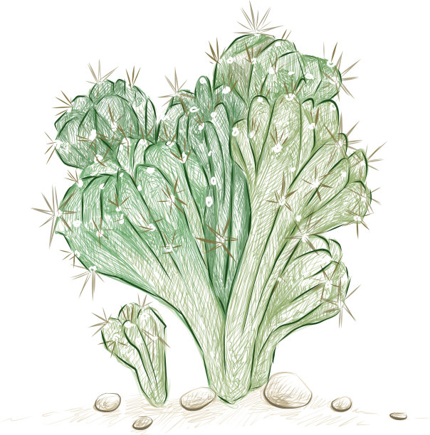 手绘写生蜡样仙子图片下载