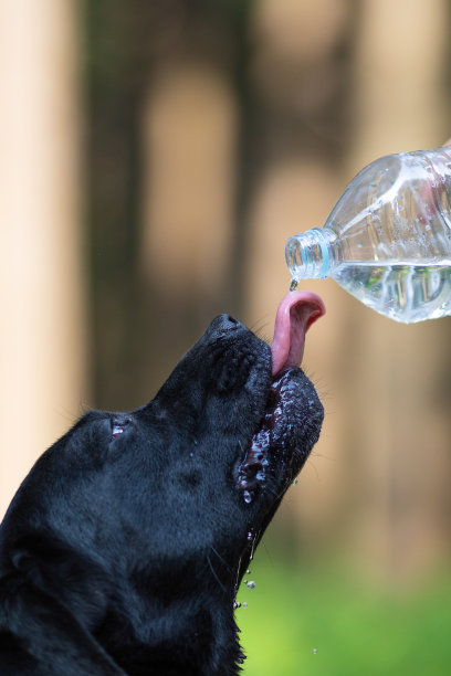 在炎热的夏天，口渴的狗伸出舌头喝水图片下载