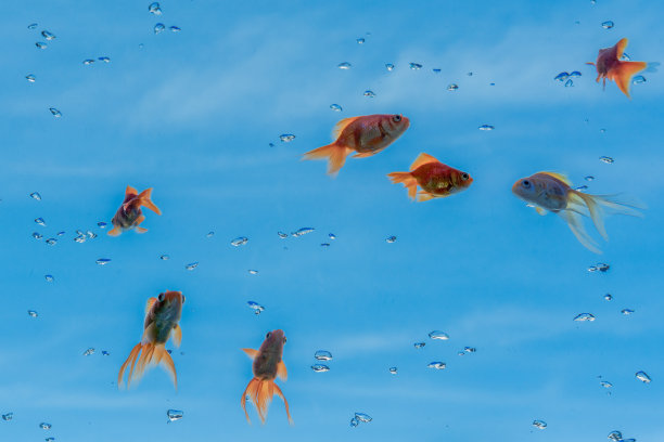 金鱼在蓝天的映衬下优雅地游动图片下载