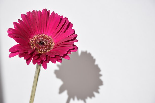 非洲菊的花图片下载