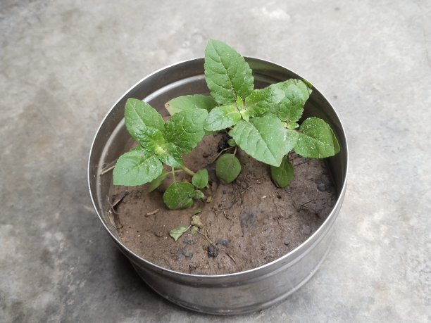 钢板弹簧的时间图片下载