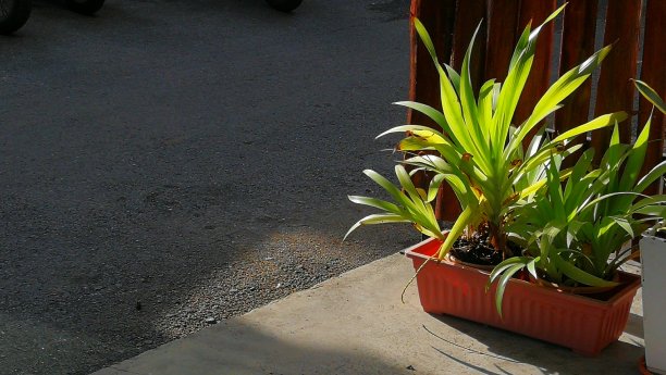 绿色的树在清晨升起。空间自然背景图片下载