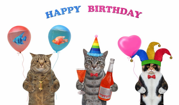 猫三庆祝生日2图片下载