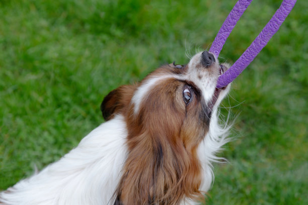 一只快乐的狗狗蝶耳犬在玩口香糖环，看着镜头。图片下载