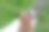 一只快乐的狗狗蝶耳犬在玩口香糖环，看着镜头。图片下载