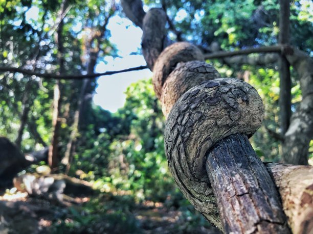 奇怪的树图片下载