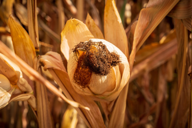 干涸的玉米田图片下载
