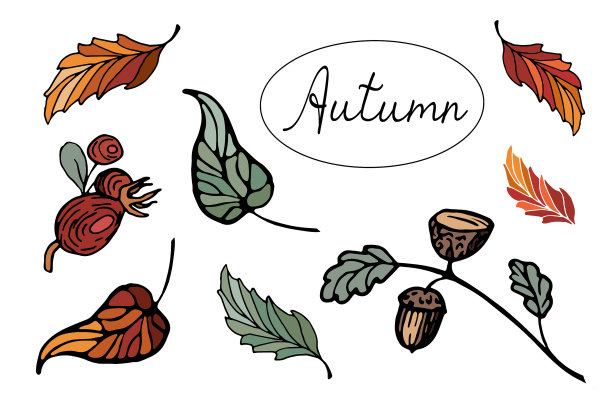 秋天落下了明亮的树叶和果实图片下载