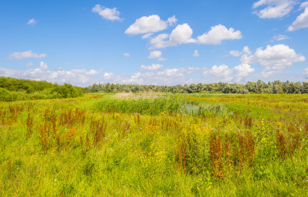 夏天，蓝白色多云的天空下，在明亮的阳光下，湿地田野里五颜六色的野花随风摇曳图片下载
