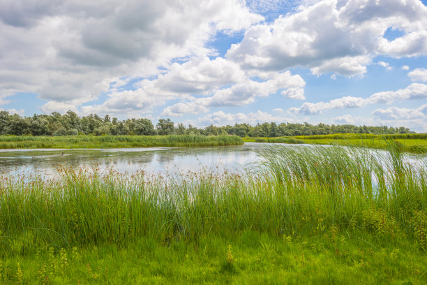 夏天，蓝白色多云的天空下，明亮的阳光下，湿地湖边的田野上五颜六色的野花随风摇曳图片下载